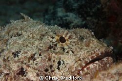 Scorpionfish with his mouth partially opened. by Chris Crediford 